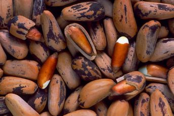 Pine Nuts